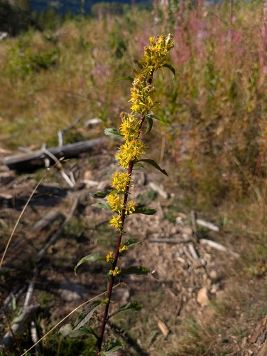 European goldenrod