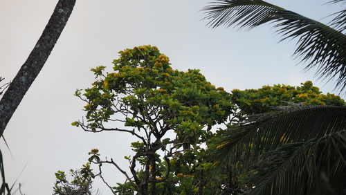 Deplanchea tetraphylla, photograph 1