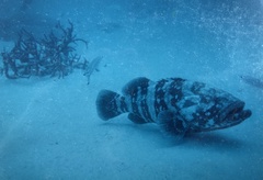 Epinephelus malabaricus