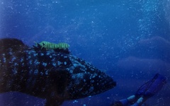 Epinephelus malabaricus