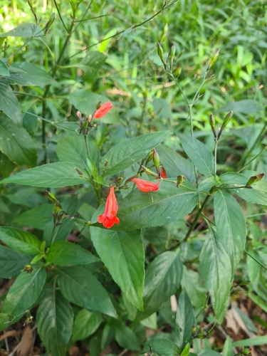 Ruellia brevifolia observed 2026-08-24