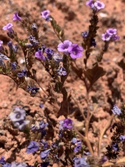 Phacelia pulchella