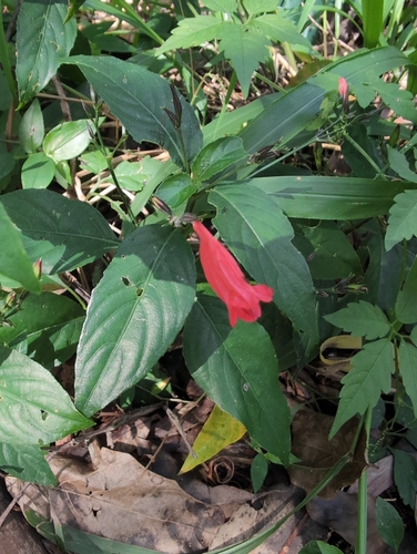 Ruellia brevifolia observed 2026-08-24