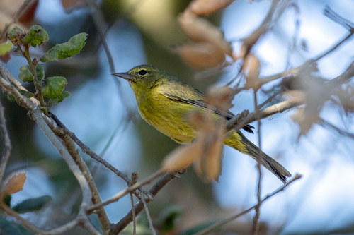 iNaturalist observation photo of Orange-crowned Warbler