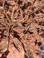 Phacelia pulchella