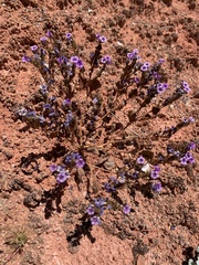 Phacelia pulchella