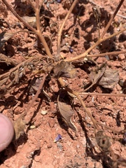 Phacelia pulchella