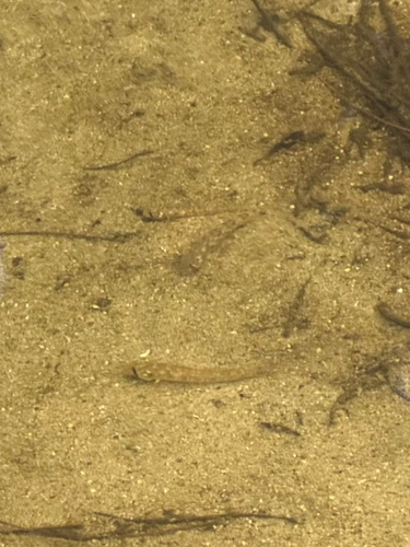 Stenogobius, 2026-08-23