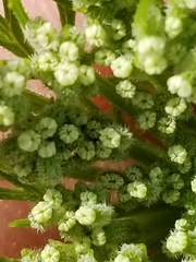 Daucus pusillus