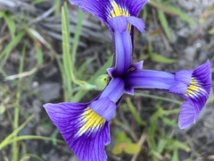 Iris tridentata
