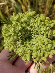 Daucus pusillus