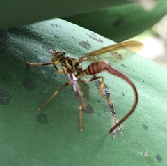 Toxotrypana curvicauda