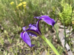 Iris tridentata
