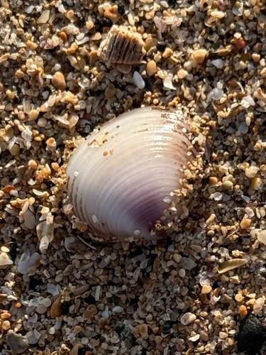 Corbicula fluminea observed 2026-08-21