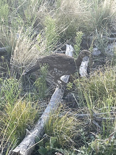 Dusky Grouse