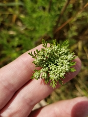 Daucus pusillus