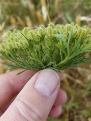 Daucus pusillus