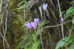 Primula fassettii