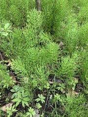 Equisetum sylvaticum