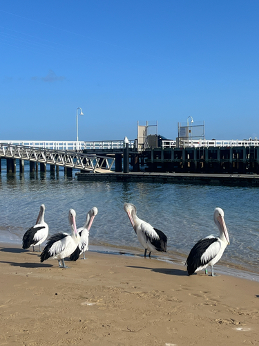 Australian Pelican