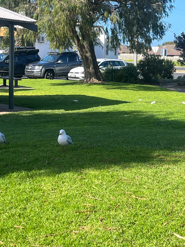 Silver Gull