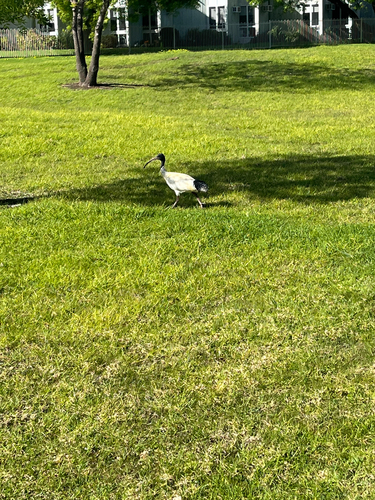 Australian Ibis