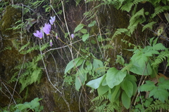 Primula fassettii