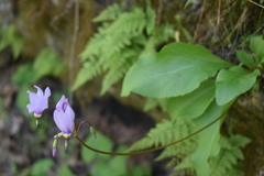 Primula fassettii