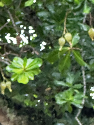 Fish Poison Tree