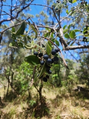 Notelaea longifolia, photograph author not stated, no rights reserved