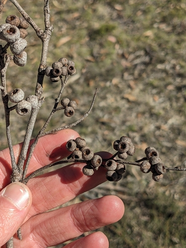 Eucalyptus globoidea, 2026-08-22