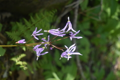 Primula fassettii