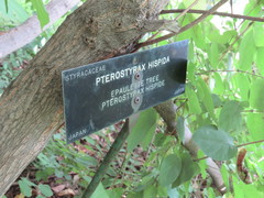 Pterostyrax hispida