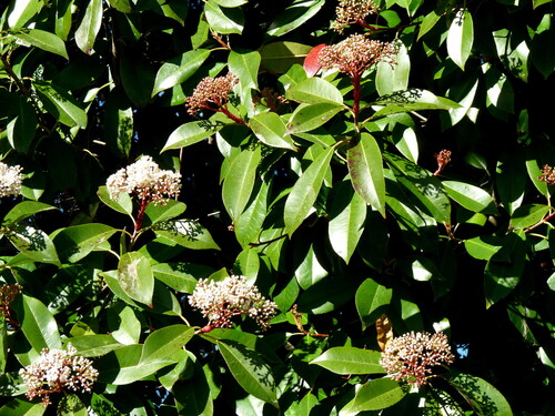 Stranvaesia davidiana observed 2026-08-21