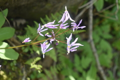 Primula fassettii