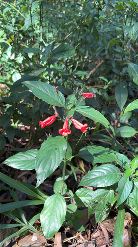Ruellia brevifolia observed 2026-08-24
