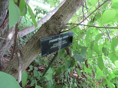 Pterostyrax hispida
