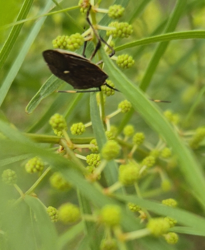 Brown Shield Bug