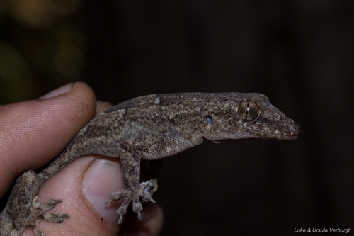 Flathead Leaf-toed Gecko