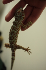 Gekko gecko