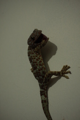 Gekko gecko