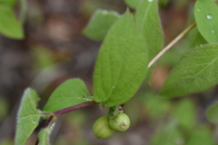 Lonicera praeflorens
