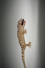 Gekko gecko