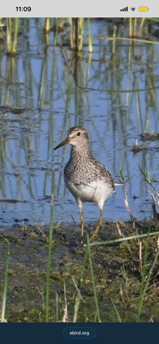 Pectoral Sandpiper