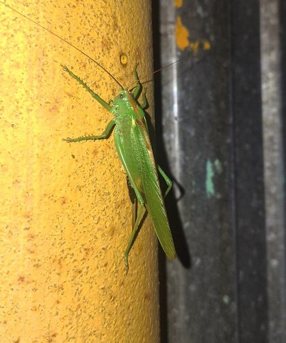 Great Green Bush-cricket
