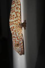 Gekko gecko