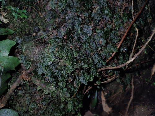 Hymenophyllum denticulatum observed 2026-08-17