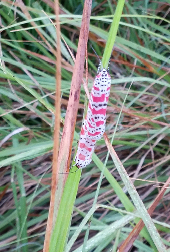 Ornate Moth