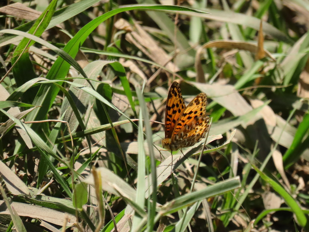 Indian Fritillary (Argynnis hyperbius)