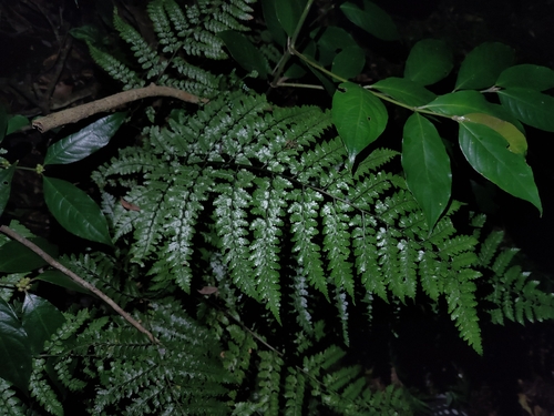 Dryopteris hasseltii observed 2026-08-17